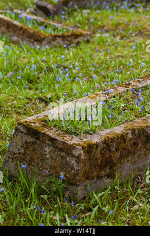 1860, sous le Second Empire, suite/Lithuania-April,Vilnius,11,2019 : bloom impressionnant de Scilla siberica dans une plus ancienne 19c. Cimetière Bernardinai à Vilnius. Scilla est première pla Banque D'Images