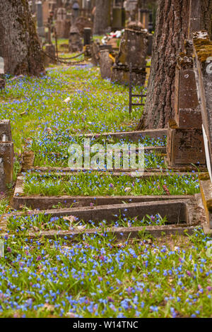 1860, sous le Second Empire, suite/Lithuania-April,Vilnius,11,2019 : bloom impressionnant de Scilla siberica dans une plus ancienne 19c. Cimetière Bernardinai à Vilnius. Scilla est première pla Banque D'Images