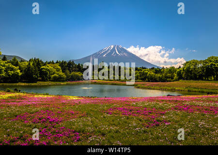 Motosu - 24 mai 2019 : Le Mont Fuji vu de l'Shiba-Sakura festival, Japon Banque D'Images