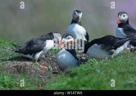 Macareux moines (Fratercula arctica) et facturation interraction sociale' Établissement"Sumburgh Head Juin Shetland Banque D'Images