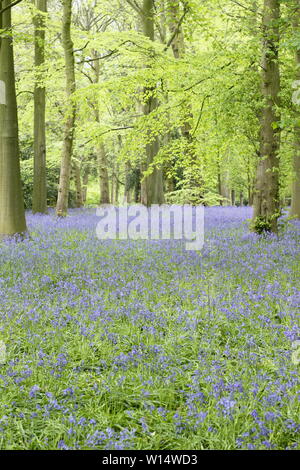 Hyacinthoides. Jacinthes des bois en à Renishaw Hall and Gardens, Derbyshire, Angleterre, Royaume-Uni. Banque D'Images