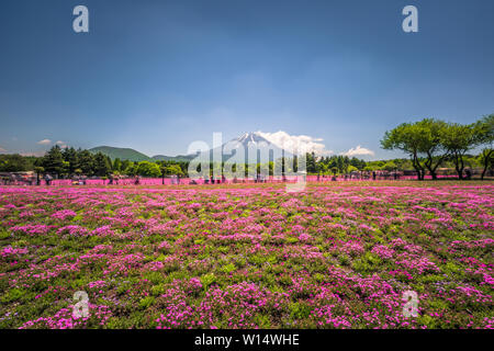 Motosu - 24 mai 2019 : Le Mont Fuji vu de l'Shiba-Sakura festival, Japon Banque D'Images