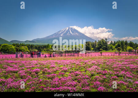 Motosu - 24 mai 2019 : Le Mont Fuji vu de l'Shiba-Sakura festival, Japon Banque D'Images