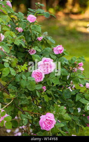 La célèbre Rosa Centifolia Foliacea (La Provence Rose ou chou Rose ) est un hybride développé par rose rose néerlandais bredersin la période entre le 17t Banque D'Images
