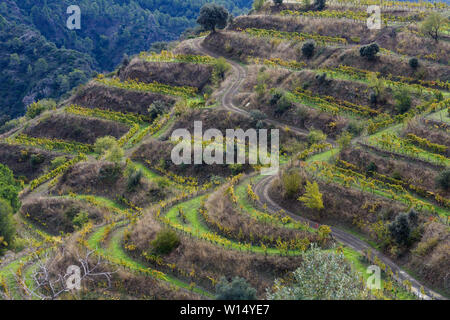 Champs de vigne prêts à être récoltés, dans la région de Priorat, Tarragona, Catalogne, Espagne Banque D'Images