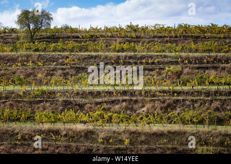 Champs de vigne prêts à être récoltés, dans la région de Priorat, Tarragona, Catalogne, Espagne Banque D'Images