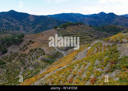 Champs de vigne prêts à être récoltés, dans la région de Priorat, Tarragona, Catalogne, Espagne Banque D'Images