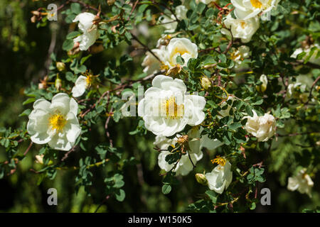 Rosa pimpinellifolia Burnett, la rose (également connu sous le nom de Scotch Rose), qui est particulièrement associé à l'Écosse, où il est traditionnellement la référence Banque D'Images