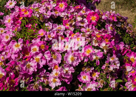 Belle Rosa hybrid 'Early Red' Rosaceae Banque D'Images