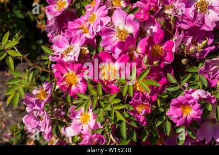 Belle Rosa hybrid 'Early Red' Rosaceae Banque D'Images