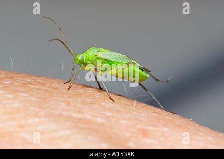 Closterotomus norwegicus de pommes de terre (la capside) East Sussex, UK Banque D'Images