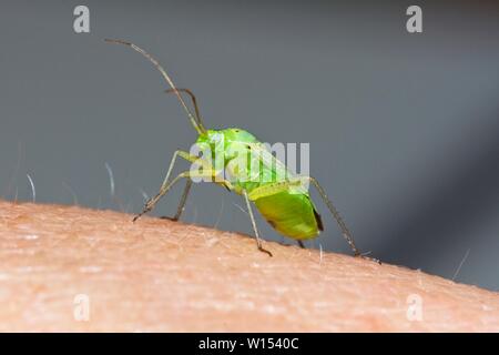 Closterotomus norwegicus de pommes de terre (la capside) East Sussex, UK Banque D'Images