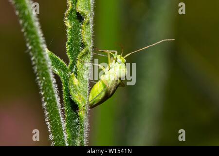 Closterotomus norwegicus de pommes de terre (la capside) East Sussex, UK Banque D'Images