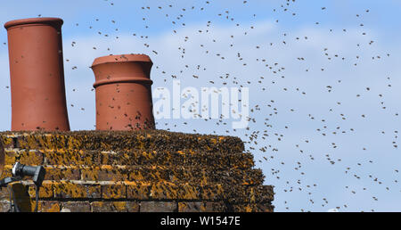 Un essaim de miel (Apis mellifera) buzz autour de la loose pointant dans une cheminée en mai à la recherche d'un site de nidification. "Un essaim d'abeilles en mai vaut Banque D'Images