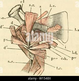 Image d'archive à partir de la page 111 de la soirée des frosches Ein. Die pot des frosches. Ein Handbuch fÃ¼r physiologen¤Ã, rzte studirende und . dieanatomiedesfr0103ecke Année : 1864-1882 92 des Schulterblatts Muskeln. IL m- scapulari intev." m. subsca- pularia. Muskeln suis Schulterblatt, welche von diesem entspringen und sich wieder un diesem oder am inseriren l'humérus. Auf der unteren Fläche. 49 m. inter scapul aris (Fig. 70 Est). Duges, interscapulaire, n. 64. Die eine breite sehnige Muskels dreieckigen dieses Insertion Fig. 70. Des Schultergürtels Co Muskeln und des armoiries der rechten Seite, o Banque D'Images