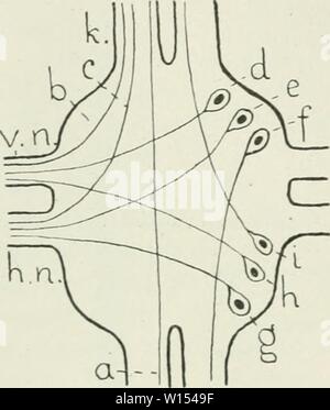 Image d'archive à partir de la page 111 de die im Leitungsbahnen Nervensystem der. Banque D'Images