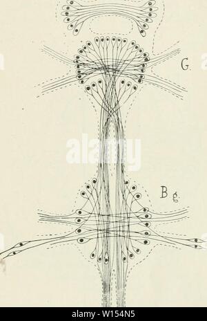 Image d'archive à partir de la page 112 de die im Leitungsbahnen Nervensystem der. Banque D'Images