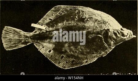 Image d'archive à partir de la page 112 de die Beteiligung an der deutschlands. Die Beteiligung deutschlands an der internationalen Meeresforschung : Bericht . diebeteiligungde1205deut Année : 1903 Banque D'Images