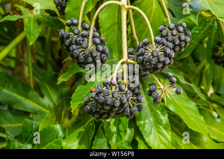 Fatsia fructification de roulement de l'usine de petits fruits noirs, de plantes tropicales populaires de Taiwan Banque D'Images