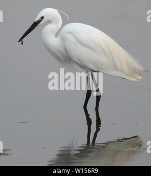 Une Aigrette garzette (Egretta garzetta) tient dans son bec un petit poisson qu'il vient de prendre. Réserve naturelle de Rye, Rye Harbour, Sussex, UK. Banque D'Images