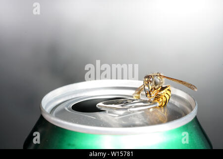 Abeille dans un soda avec macro shot photographié en meilleure résolution Banque D'Images