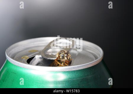 Abeille dans un soda avec macro shot photographié en meilleure résolution Banque D'Images