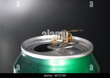 Abeille dans un soda avec macro shot photographié en meilleure résolution Banque D'Images