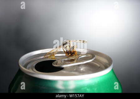 Abeille dans un soda avec macro shot photographié en meilleure résolution Banque D'Images