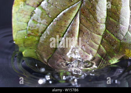 Feuilles de plantes allemand photographiés en mode macro dans la meilleure qualité Banque D'Images