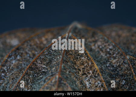 Feuilles de plantes allemand photographiés en mode macro dans la meilleure qualité Banque D'Images