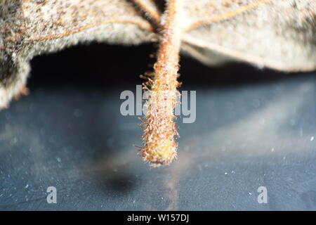 Feuilles de plantes allemand photographiés en mode macro dans la meilleure qualité Banque D'Images