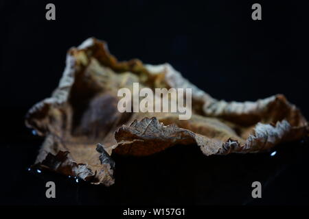 Feuilles de plantes allemand photographiés en mode macro dans la meilleure qualité Banque D'Images