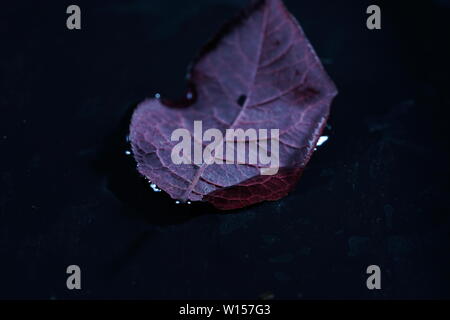 Feuilles de plantes allemand photographiés en mode macro dans la meilleure qualité Banque D'Images