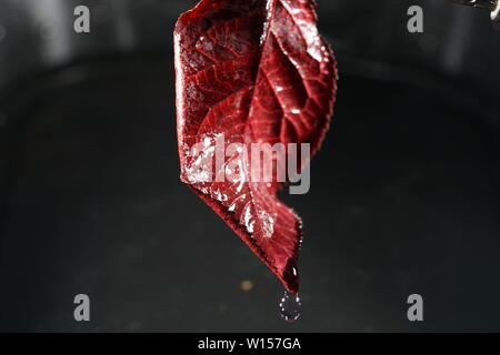 Feuilles de plantes allemand photographiés en mode macro dans la meilleure qualité Banque D'Images