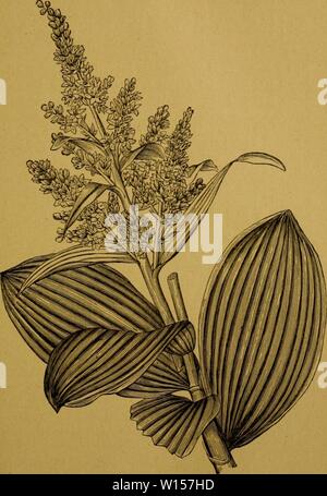 Image d'archive à partir de la page 122 de des plantes vénéneuses et des. Des plantes vénéneuses et des empoisonnements qu'elles déterminent . desplantesvn Année : 1893 maïs00FiG. g. - Veratriim album. - Vératre blanc. Banque D'Images