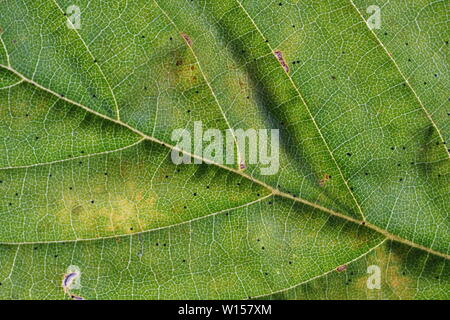 Feuilles de plantes allemand photographiés en mode macro dans la meilleure qualité Banque D'Images
