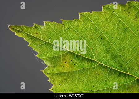 Feuilles de plantes allemand photographiés en mode macro dans la meilleure qualité Banque D'Images