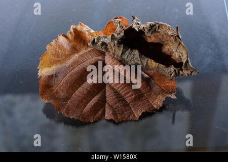 Feuilles de plantes allemand photographiés en mode macro dans la meilleure qualité Banque D'Images