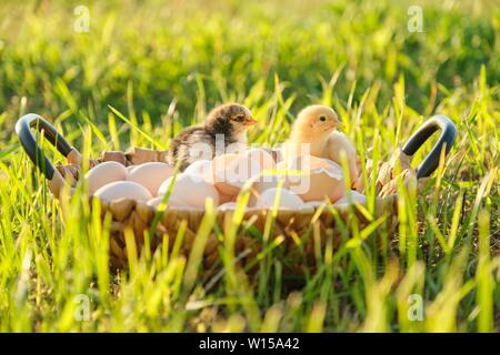 Panier avec des œufs frais bio naturel avec deux petits poulets de bébé nouveau-né, l'herbe nature background. Heure d'or, style rustique de pays Banque D'Images