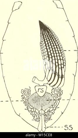 Image d'archive à partir de la page 136 de Die insekten Mitteleuropas insbesondere Deutschlands. Banque D'Images