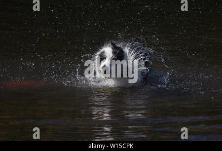 Border Collie playing in river Banque D'Images