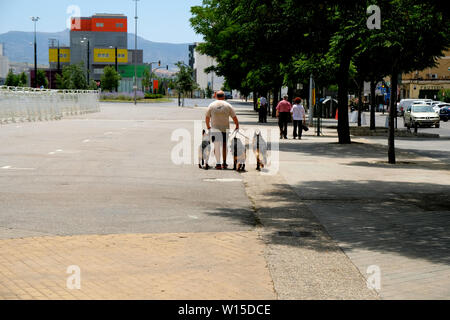 Man out walking trois bergers allemands sur une laisse d'une journée ensoleillée à Grenade, Espagne ; une authentique scène de rue. Banque D'Images