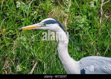 Héron cendré (Ardea cinerea) une politique de chasse (newt Lissotriton vulgaris) dans l'eau de la rivière peu profonde Banque D'Images