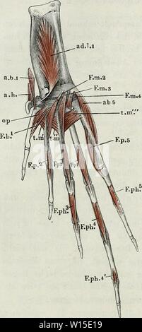 Image d'archive à partir de la page 141 de mourir pot des Frosches . Die pot des Frosches : Ein Handbuch, . dieanatomiedesfr64ecke Année : 1864-82 130 Muskeln und der Zehen, rückwärts setzt sich die des Plantarfläche metatarsi III un os. Der grösste Theil des Muskels liegt Unter dem m. transversus m. flexor dig. lU proprius. Fiff. 92. m. flexor phalangum proprius dig. III. metatarsi (tm), der über Theil vorderste demselben. Diesen letzteren Dugfes Theil hat als besonderen Muskel (n. 176, métatarse-metatarsien du III) beschrieben ; das gleiche gilt für die zweite Zehe (n. Duges, 177). 158. m. fl Banque D'Images