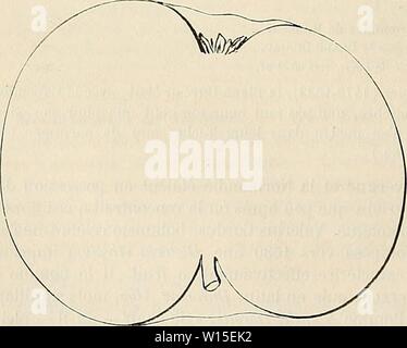 Image d'archive à partir de la page 143 du Dictionnaire de mairie (Kiel) contenant. Dictionnaire de mairie (Kiel) : contenant l'histoire, la description, la figure des fruits anciens et des fruits modernes les plus gÃnÃralement . dictionnairedepo cultivÃs connus et003lero Année : 1867 136 BLA autre botaniste qui fut contemporain de ce Cordas, et notre compatriote, Jean BAUHIN, la dÃcrivit et figura mÃªme, en 1398, aux pages 62 et 63 de son Historia fonds et balnei Bollensis. Il lui maintient les noms ici rapportÃs, observer qu'elle les doit à la fermetÃ de sa présidence et qu'on la cultive chez les Suisses et Ã MontbÃl Banque D'Images