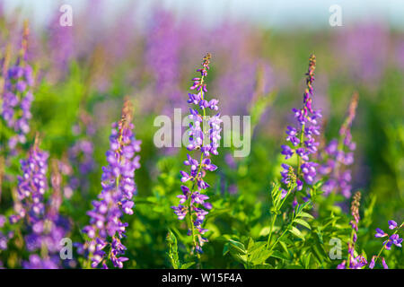 Vicia cracca fleurs, closeup shot, lumière chaude soirée Banque D'Images