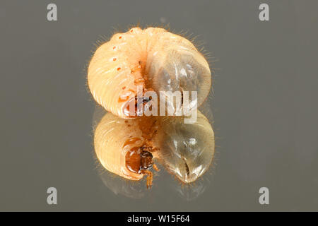 Les larves de l'insecte peut (Melolontha). Les larves de coléoptères sur le miroir. Photo haute résolution. La profondeur de champ. Banque D'Images