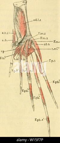 Image d'archive à partir de la page 145 de mourir pot des Frosches ; ein. Die pot des Frosches Physiologen ; Ein Handbuch fÃ¼r, Ãrzte dieanatomiedesfr Studire . und0102ecke Année : 1887- 130 Muskeln und der Zehen. rückwärts setzt sich die des Plantarfläche metatarsi III un os. Der grösste Theil des Muskels liegt Unter dem m. transversus m. fiexor propriiis dis III. fiexor plialangum prupriiis m. AIG. L'ITI. Fig. 92. ra&gt;j'metatarsi (tm), der über Theil vorderste demselben. Diesen letzteren Theil hat als Duges besonderen Muskel (n. nßmetatarso-metatarsien du III) beschrieben ; das gleiche gilt für Banque D'Images