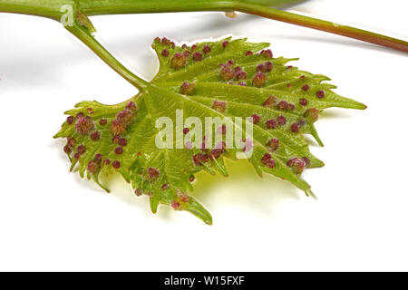 Du phylloxera (Daktulosphaira vitifoliae) sur les feuilles de vigne. Photo haute résolution. La profondeur de champ. Banque D'Images