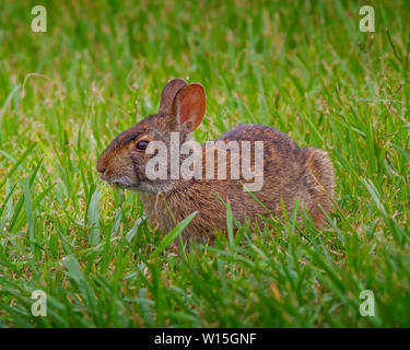 Un marais sur l'herbe takes something lapin dans les Everglades de Floride. Banque D'Images